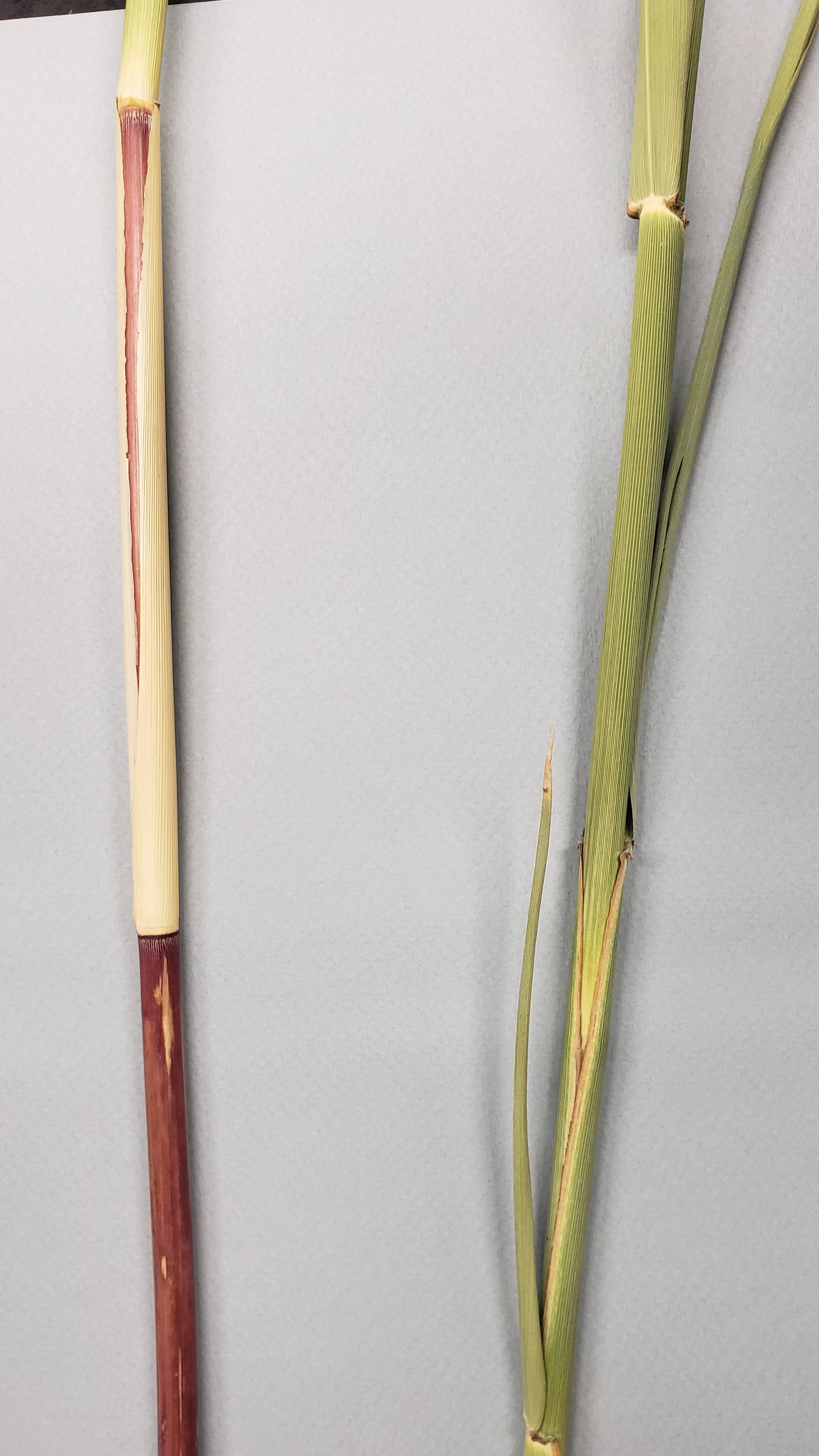 Two stems of a grass with the one of the left having fewer leaves and being reddish in color compared to the one on the right with leaves and being green.