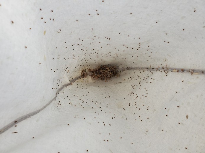 Tiny brown insects in a sweep net that look like specks against a white background. 