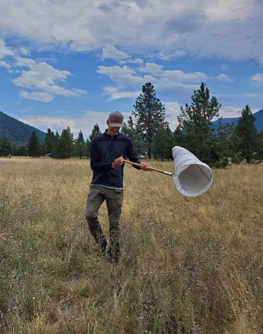 Person walking through grass and weeds swinging an insect-collecting sweep net. Conifer trees and blue sky in the background.
