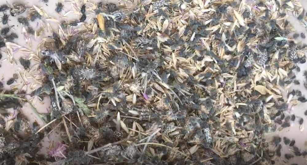 A bunch of weeviles and flower parts laying on a flat surface.