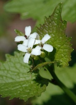 Cluster of three, four-petaled white flowers. Green leaves in background.