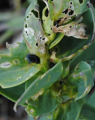 Plant leaves with holes in them that have been eaten by black beetles.