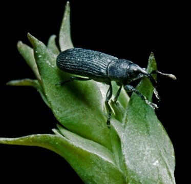 A black insect sitting on green plant leaves.