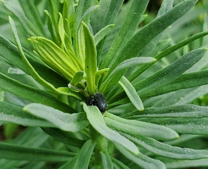 Green plant leaves with two black insects sitting at the base of the leaves.