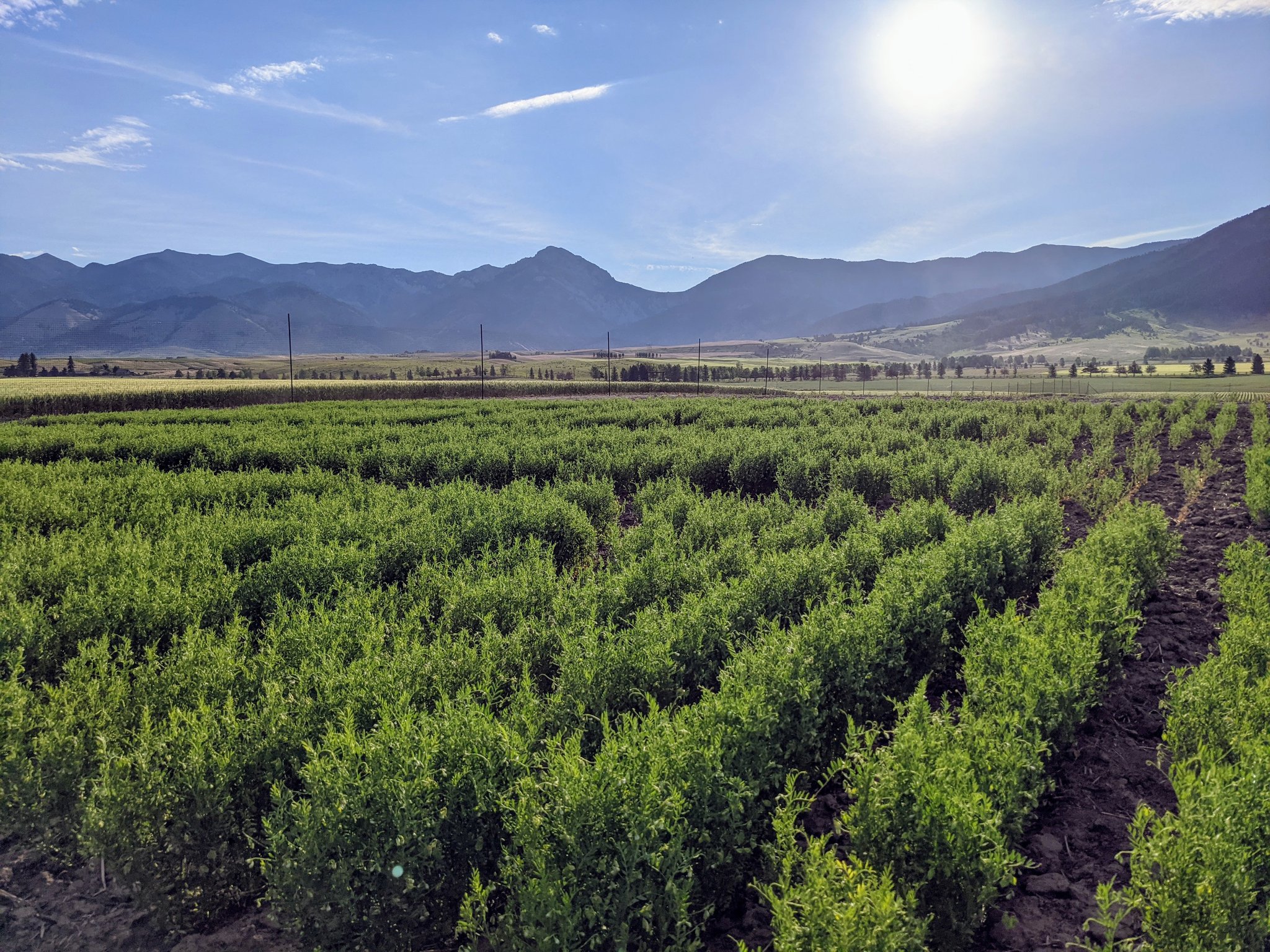 Field Crop Pathology field crop