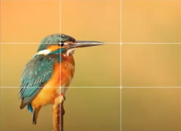 Photo of a small bird with gridlines overlayed on it.