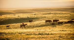 Cattle Grazing