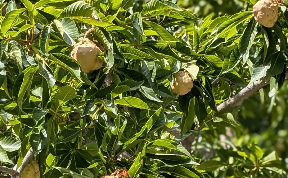 Slim green leaves with yellow ball like plants scattered about the branches.