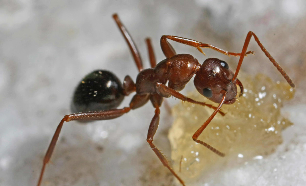 field ant