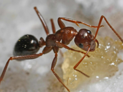 a close-up shot of a field ant with some sugar