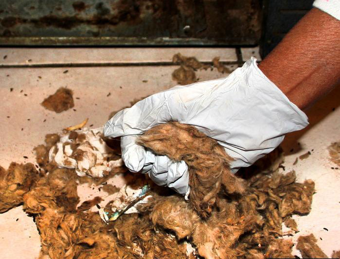 the remains of a mouse nest made of housing insulation