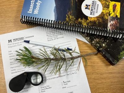  A small segment of tree branch sits atop a plant diagnostic form. A small magnifying glass and a plant ID book are also in the picture