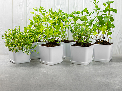 Young, healthy looking herb plants are lined up in pots.