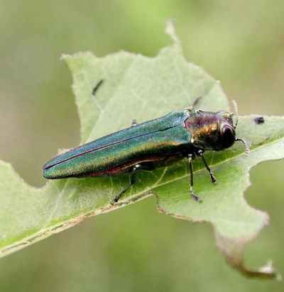 Close-up of a metallic green emerald ash borer beetle on the edge of a leaf.