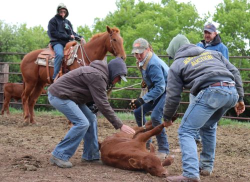 Students taking part in a hands-on livestock handling demonstration with a calf in a fenced arena.