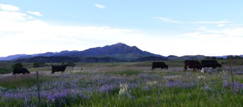 Cows graze in a field filled with purple and white wildflowers and grasses. The Bridger Mountains are in the background.