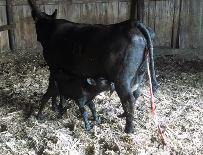 A black cow with pink and red placenta hanging long and a black calf standing by her side.