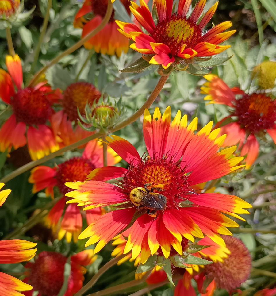 a red blanketflower