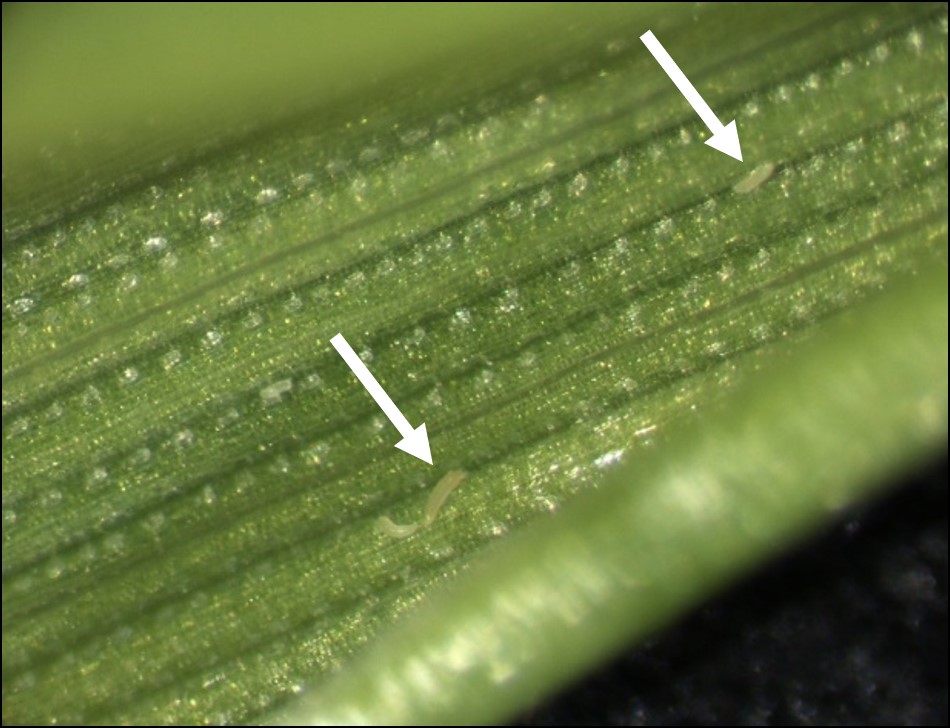 Wheat Streak Mosaic FAQs - Plant Path Extension | Montana State University