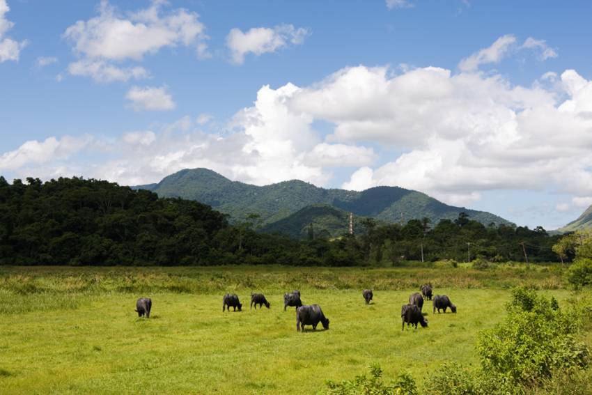 Agriculture and Cattle