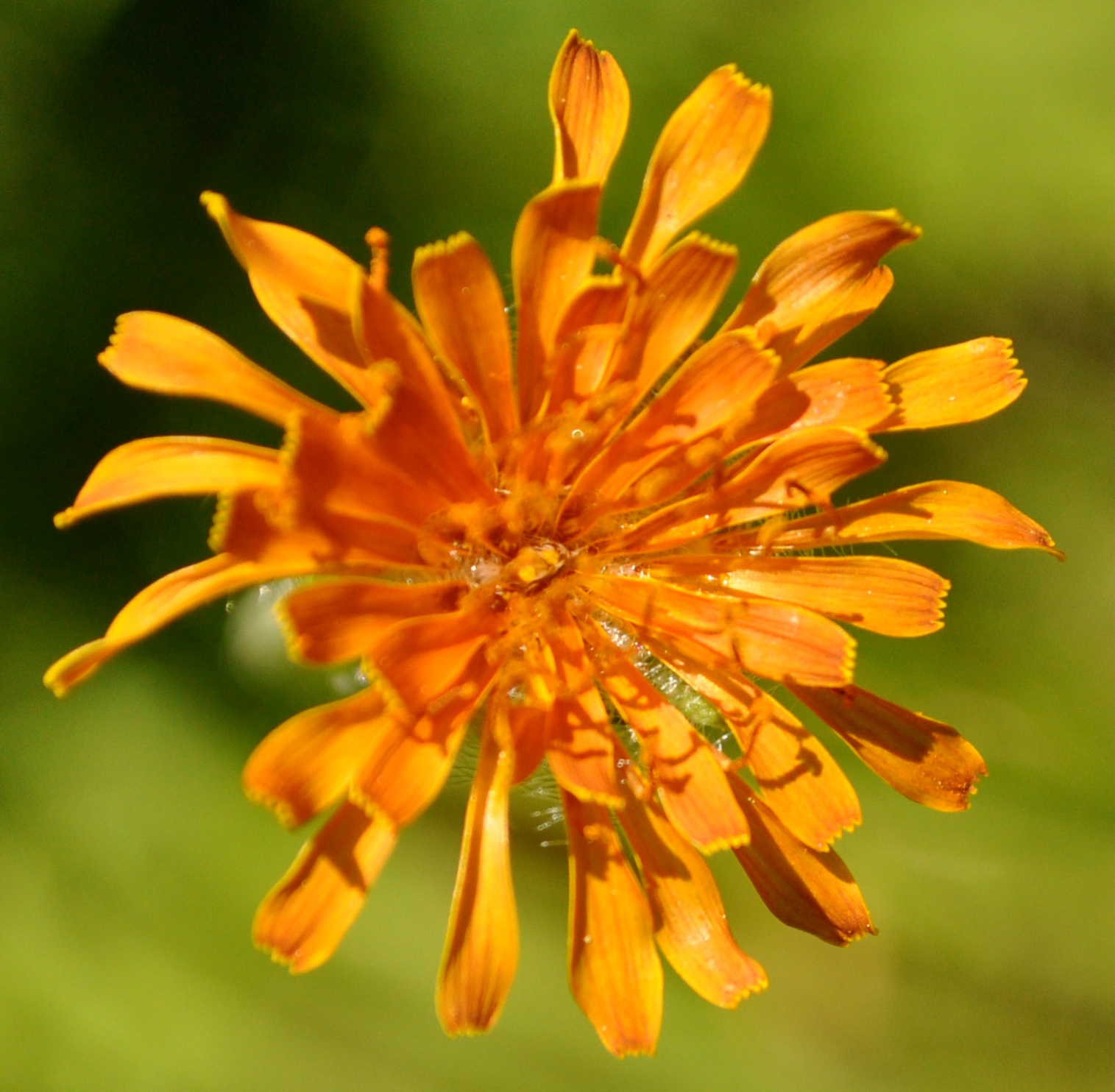 Orange flower