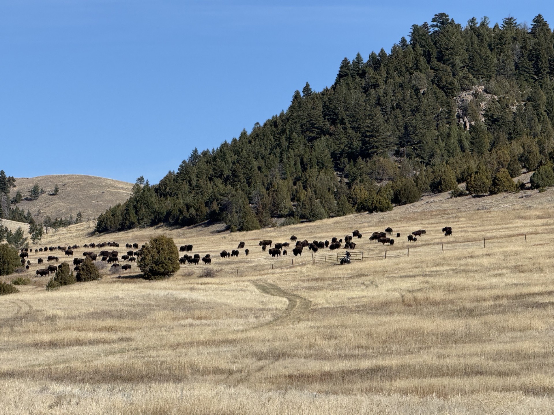 A group of bison standing in a field of brown grass with trees behind them