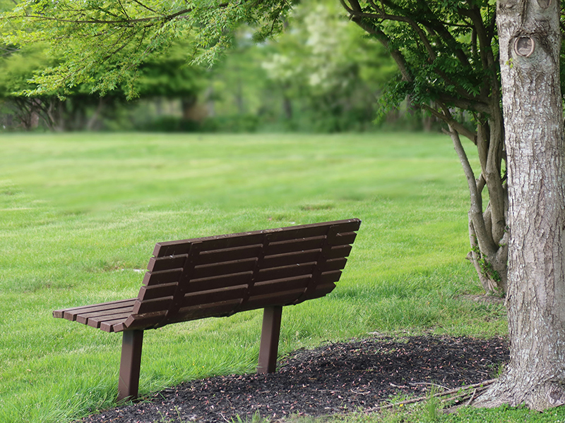 An empty bench next to a tree