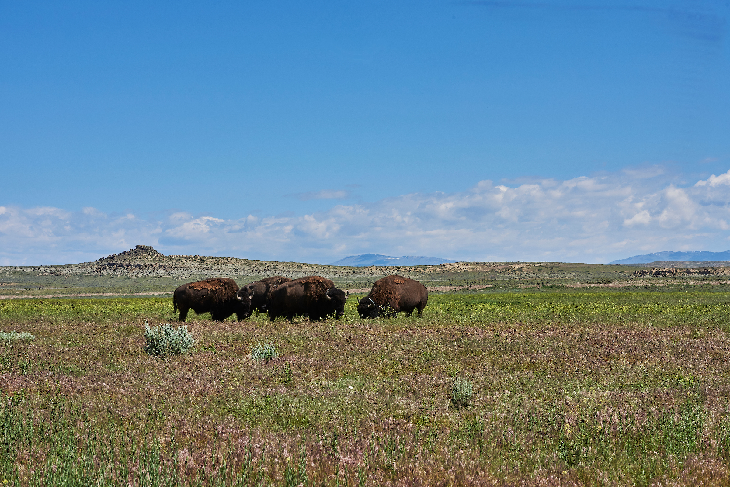 buffalo on prairie
