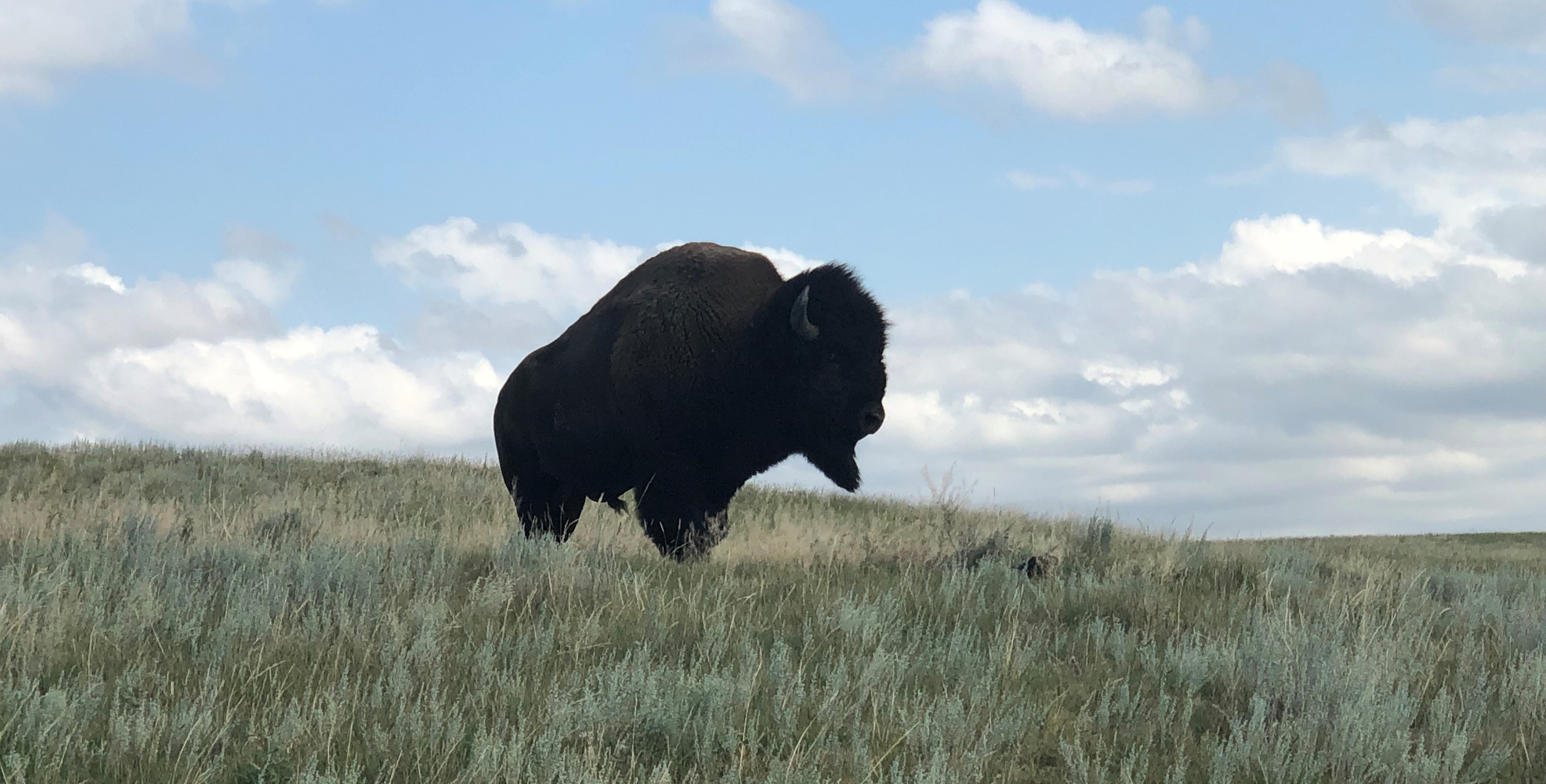 bison bull