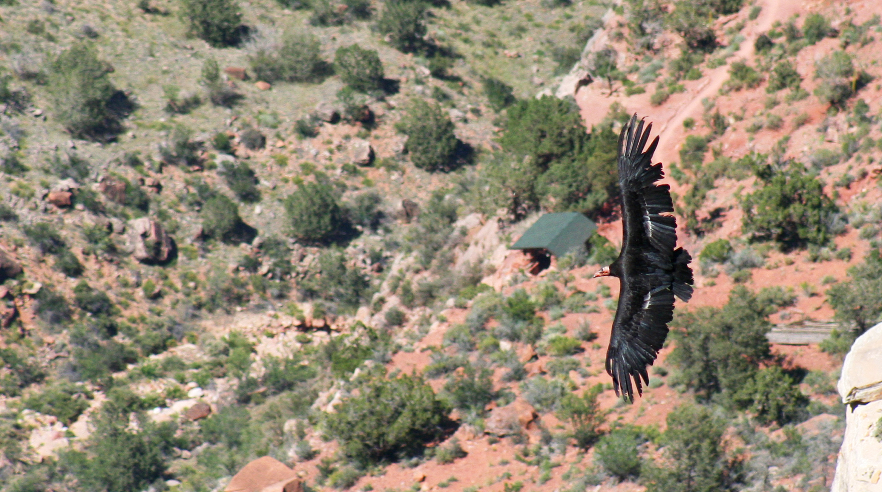 condor in flight