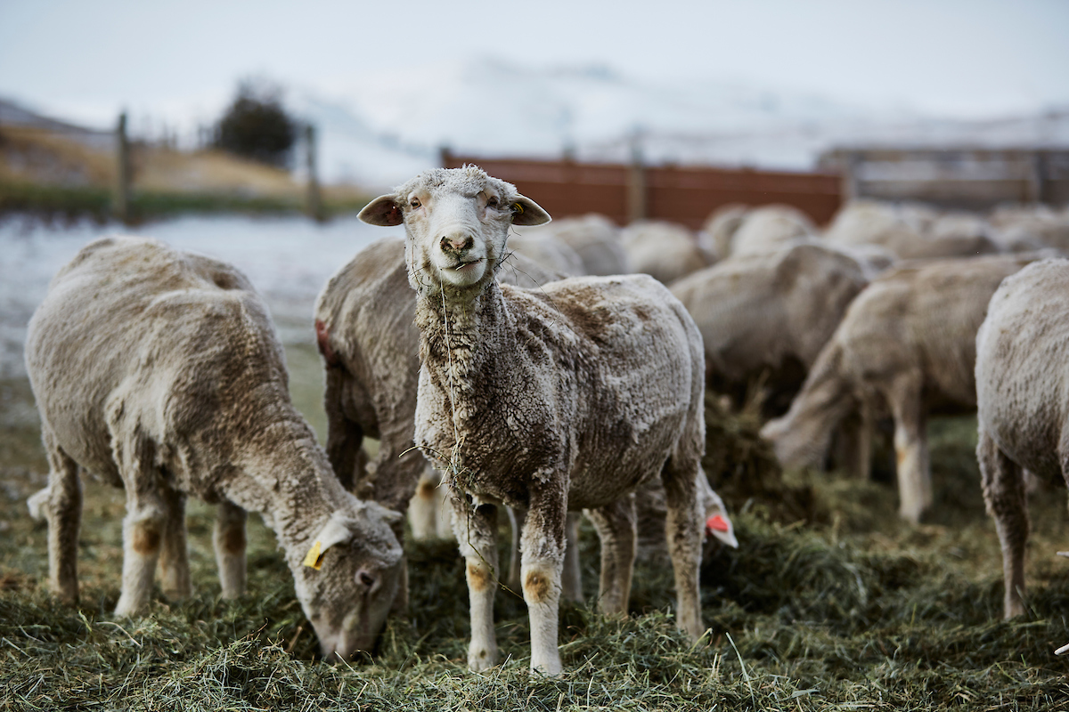 sheep in snowy field