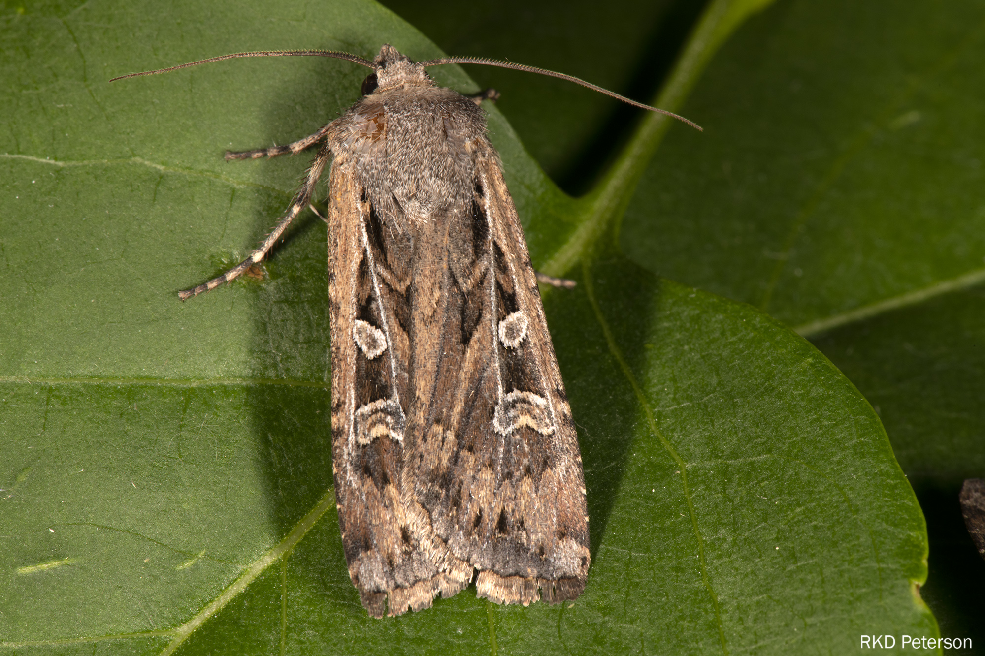 cutworm moth