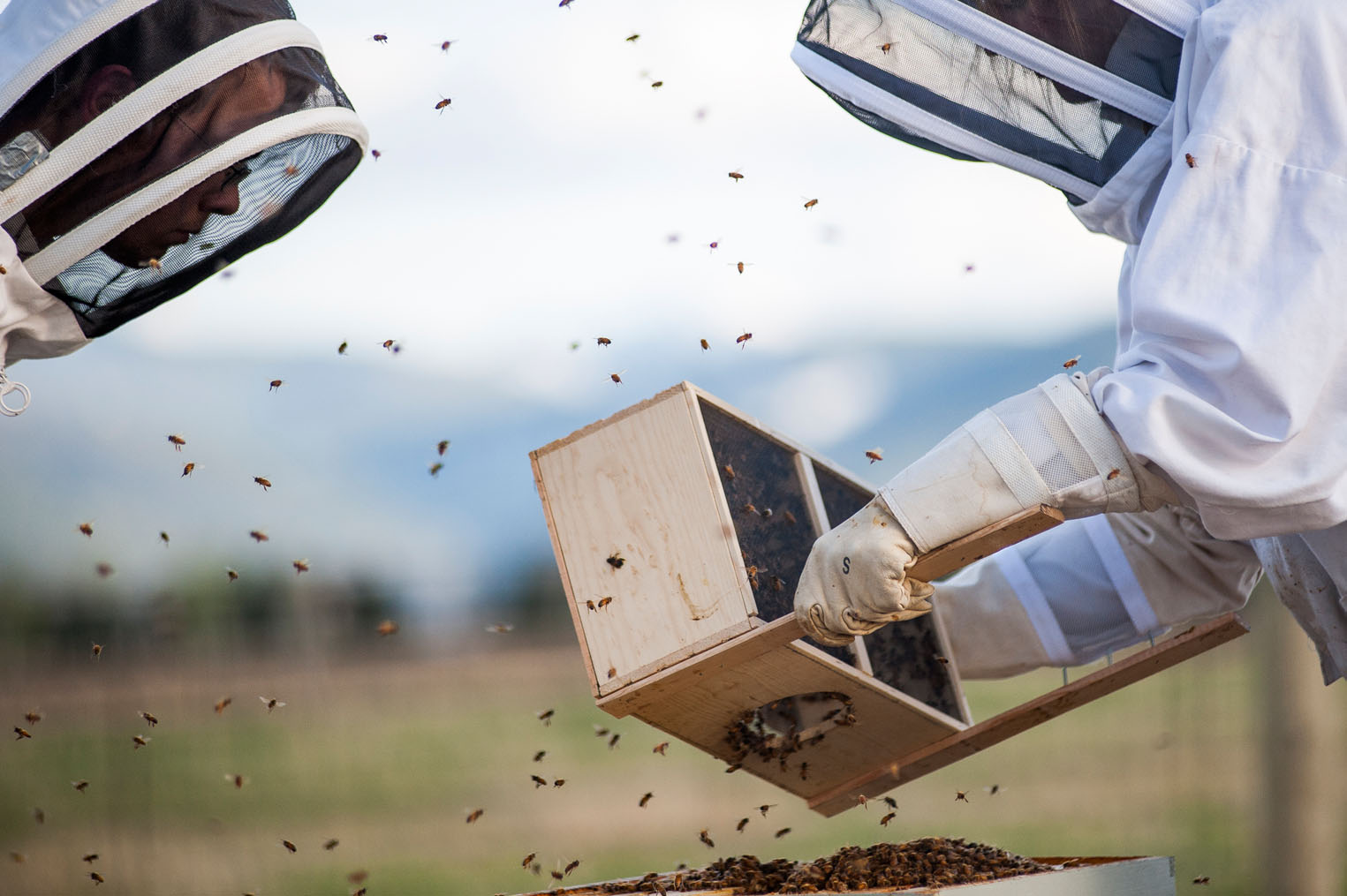 bee researchers with hives and bees