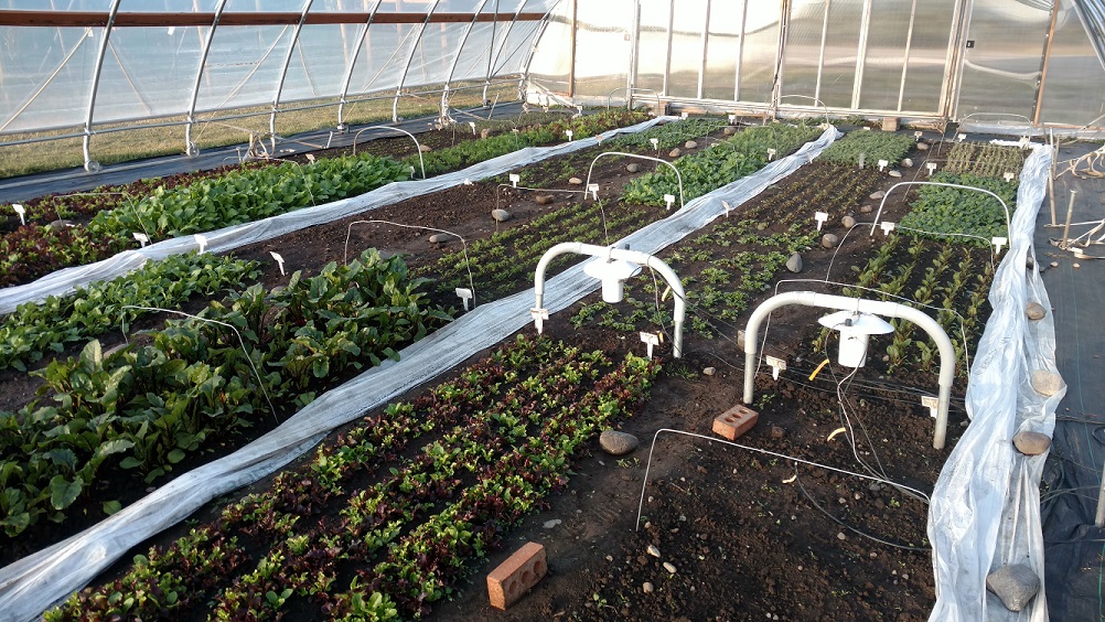 An interior view of a high tunnel with multiple rows of plants