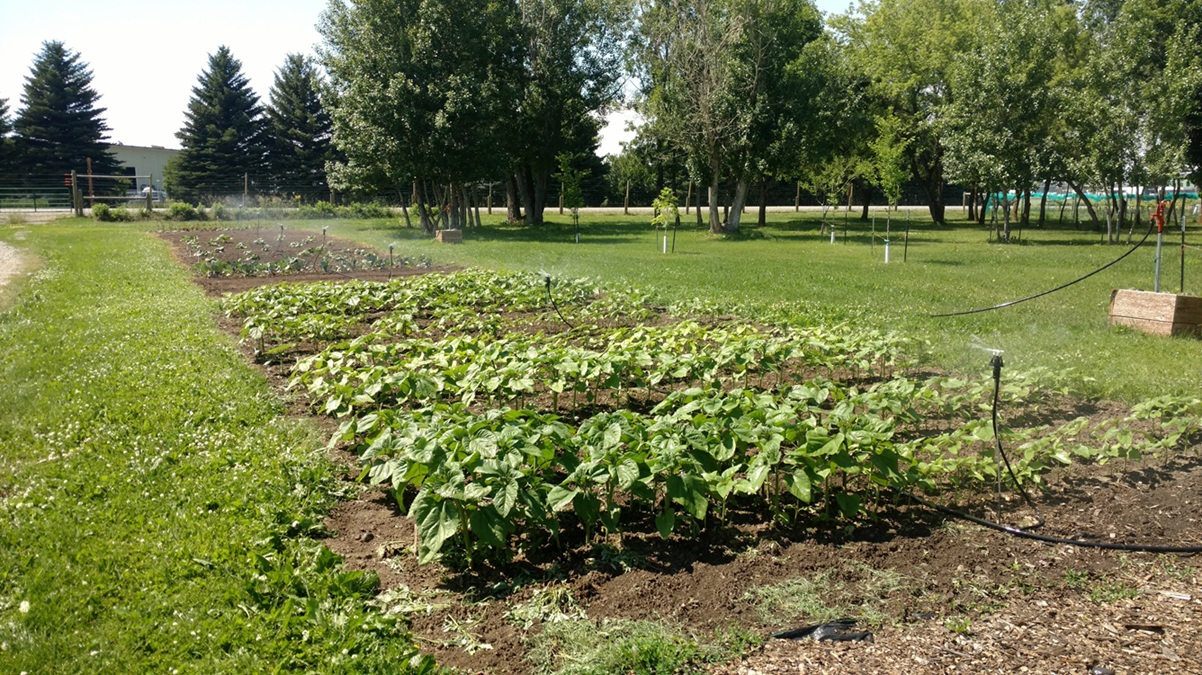 A row of garden plots with sprinklers running
